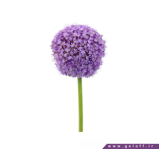 سفارش گل آنلاین - گل آلیوم تینوس - Allium | گل آف